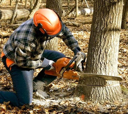 Tree Removal in Central Bridge, NY